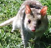 Urimbirra Wildlife Park - Accommodation Mooloolaba