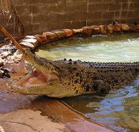 Wyndham Zoological Gardens and Crocodile Park - Accommodation Mooloolaba