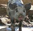 Wagga Wagga Zoo - Accommodation Mooloolaba