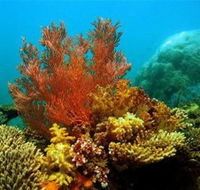 Three Islands Whale Shark Dive - Accommodation Mooloolaba