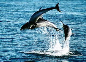 Polperro Dolphin Swims - Accommodation Mooloolaba 1