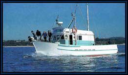 Polperro Dolphin Swims - Accommodation Mooloolaba 2