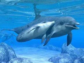 Polperro Dolphin Swims - Accommodation Mooloolaba 3
