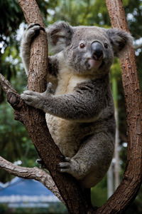 Currumbin Wildlife Sanctuary - Accommodation Mooloolaba 1