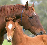 Blue Gum Farm - Accommodation Mooloolaba