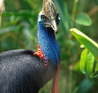 David Fleay Wildlife Park - Accommodation Mooloolaba