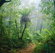 Lamington National Park and OReillys - Accommodation Mooloolaba