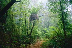 Lamington National Park And OReillys - Accommodation Mooloolaba 0