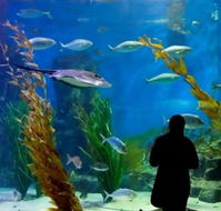 Melbourne Aquarium - Accommodation Mooloolaba