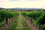 Link Tours - Accommodation Mooloolaba 2