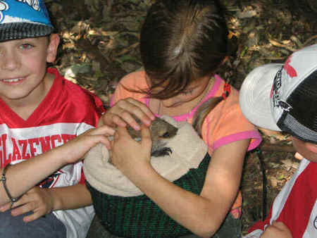 Koala Park Sanctuary - Accommodation Mooloolaba 3