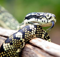 Reptile Encounters - Accommodation Mooloolaba
