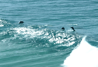 Beach Trekkers North Stradbroke Island - Accommodation Mooloolaba 2