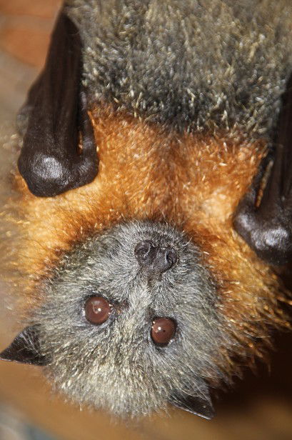 Potoroo Palace - Accommodation Mooloolaba 2