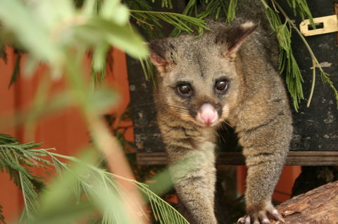 Potoroo Palace - Accommodation Mooloolaba 3