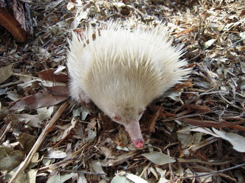 Potoroo Palace - Accommodation Mooloolaba 4