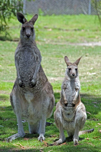 Potoroo Palace - Accommodation Mooloolaba 5