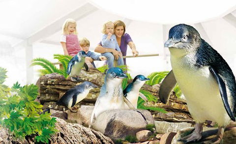 Manly SEA LIFE Sanctuary - Accommodation Mooloolaba 1