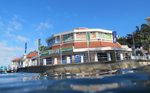 Manly SEA LIFE Sanctuary - Accommodation Mooloolaba 2