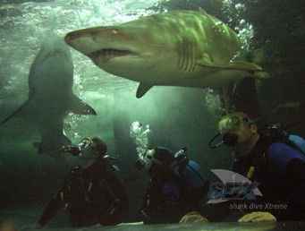 Manly SEA LIFE Sanctuary - Accommodation Mooloolaba 5