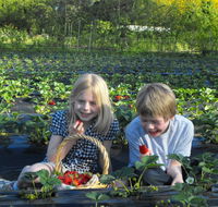 Blue Hills Berries  Cherries - Accommodation Mooloolaba