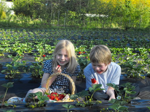 Blue Hills Berries & Cherries - Accommodation Mooloolaba 0