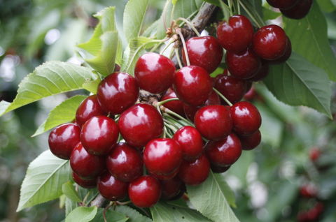 Blue Hills Berries & Cherries - Accommodation Mooloolaba 2