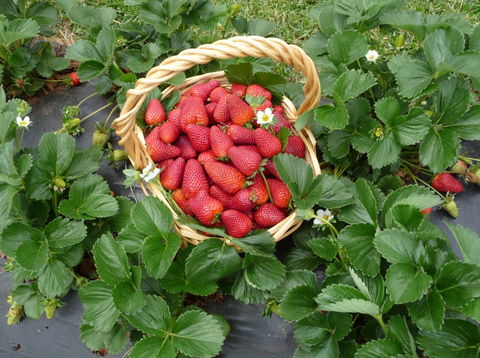 Blue Hills Berries & Cherries - Accommodation Mooloolaba 3