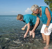 Aquascene Fish Feeding Sanctuary - Accommodation Mooloolaba