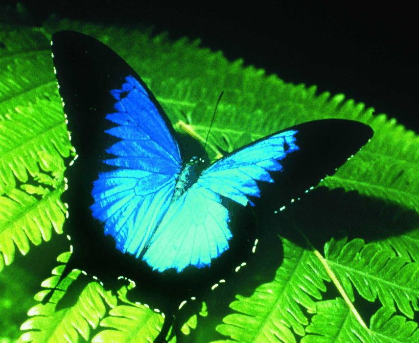 Australian Butterfly Sanctuary - Accommodation Mooloolaba
