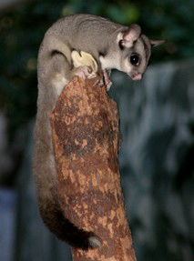 Currumbin Wildlife Sanctuary - Accommodation Mooloolaba 3