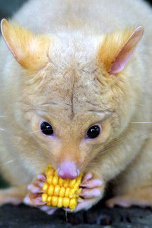 Currumbin Wildlife Sanctuary - Accommodation Mooloolaba 4