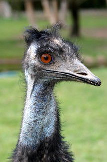 Currumbin Wildlife Sanctuary - Accommodation Mooloolaba 5