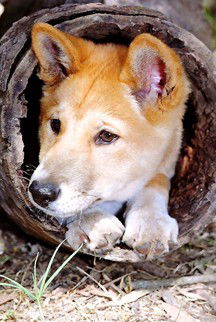 Currumbin Wildlife Sanctuary - Accommodation Mooloolaba 6