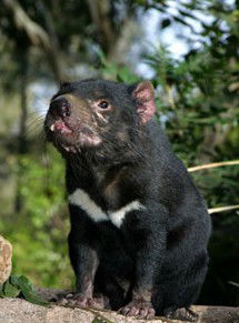 Currumbin Wildlife Sanctuary - Accommodation Mooloolaba 7