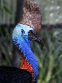 Currumbin Wildlife Sanctuary - Accommodation Mooloolaba 8