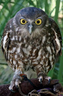 Currumbin Wildlife Sanctuary - Accommodation Mooloolaba 9