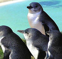 Rockingham Wild Encounters - Accommodation Mooloolaba