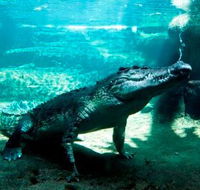 WILD LIFE Sydney Zoo - Accommodation Mooloolaba