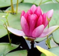 The Lotus Day Spa and Retreat - Accommodation Mooloolaba