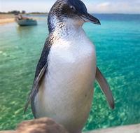 Penguin Island - Accommodation Mooloolaba