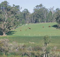 Scenic Drives - Bunbury Collie Donnybrook - Accommodation Mooloolaba
