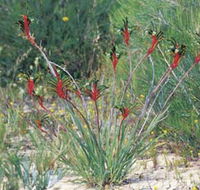 Kalbarri Wildflower Centre - Accommodation Mooloolaba
