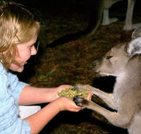 Discovery Bay's Walk on the Wild Side - Accommodation Mooloolaba
