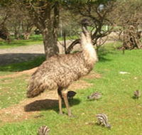 Minlaton Fauna Park - Accommodation Mooloolaba