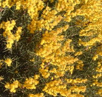 Dalwallinu Remnant Bushland - Accommodation Mooloolaba