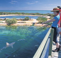Shark Bay Marine Park - Accommodation Mooloolaba