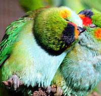 Rainbow Jungle - The Australian Parrot Breeding Centre - Accommodation Mooloolaba