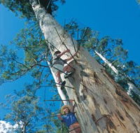 Dave Evans Bicentennial Tree - Accommodation Mooloolaba