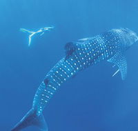 Ningaloo Marine Park - Accommodation Mooloolaba